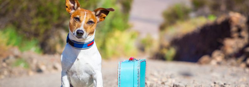 Animali in vacanza sono i benvenuti